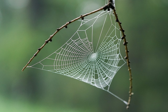 spider web, probably edited in adobe photoshop